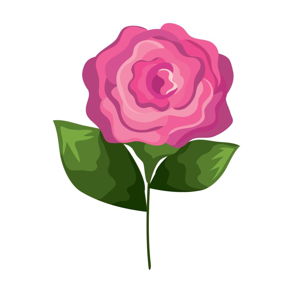 rose flower decoration vector