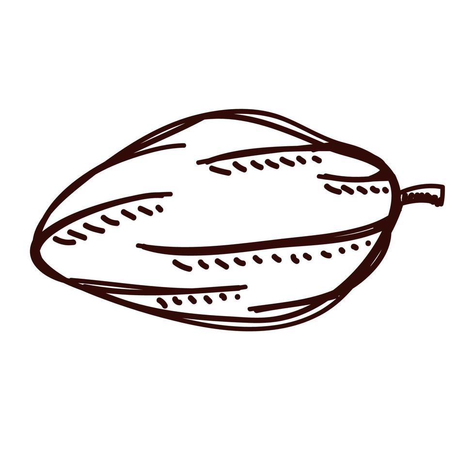 cocoa fruit sketch style vector