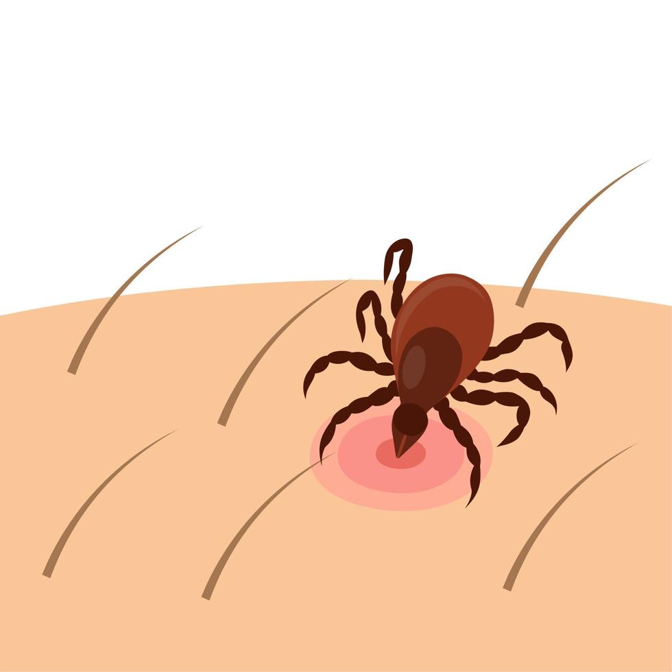 ilustración vectorial, un nombre científico de garrapatas ixodes ricinus, un insecto peligroso, aislado en fondo blanco. vector