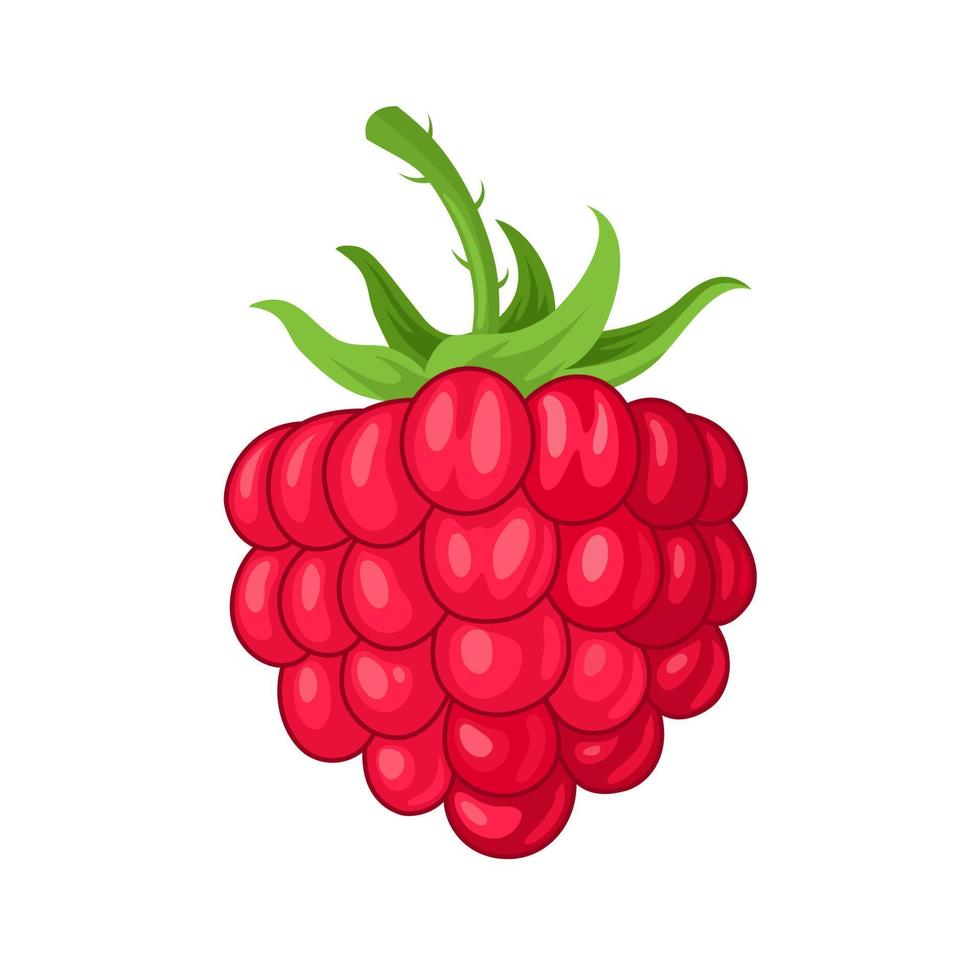 Vector illustration, single ripe raspberry, isolated on a white background.
