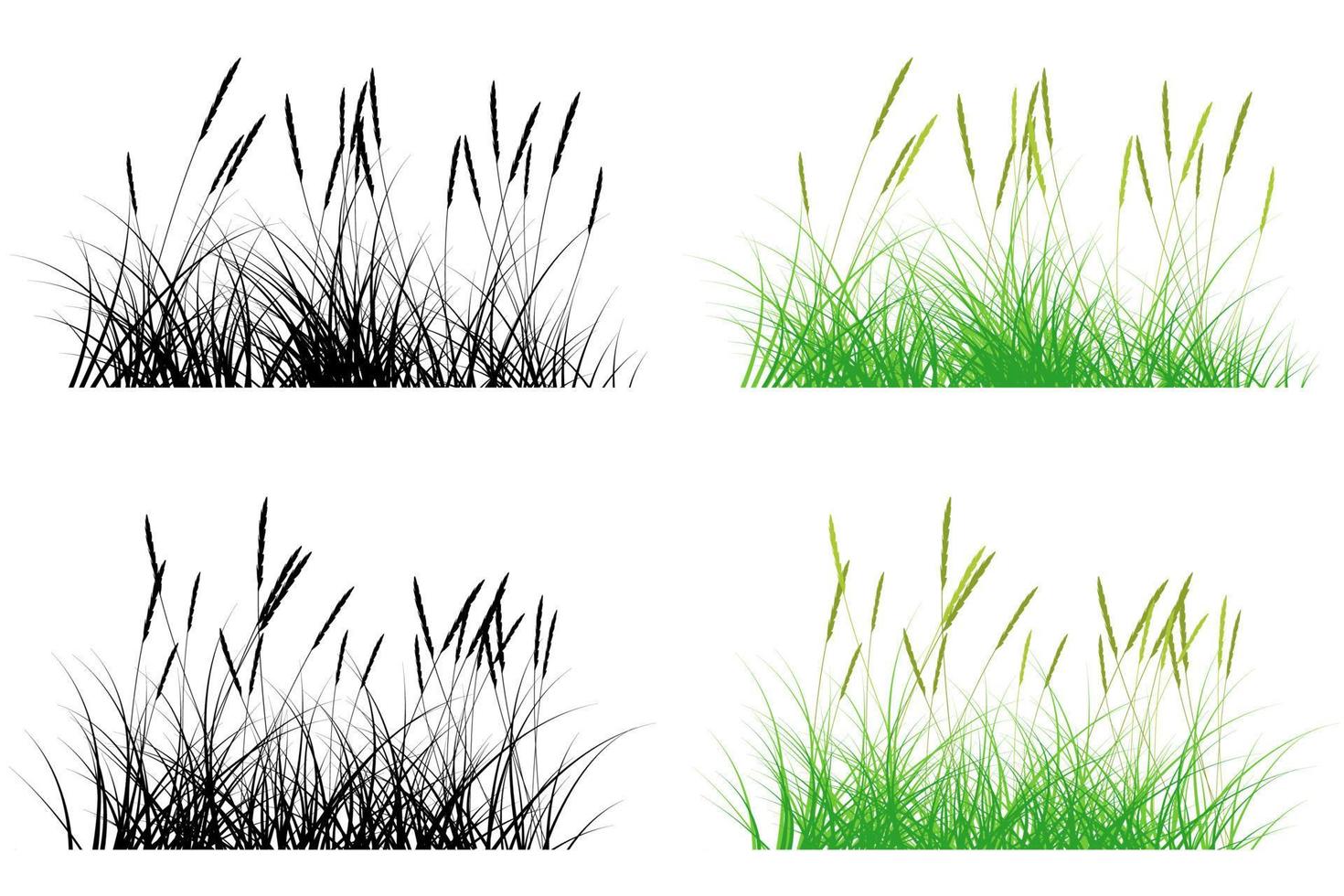short grass, pampas grass vector