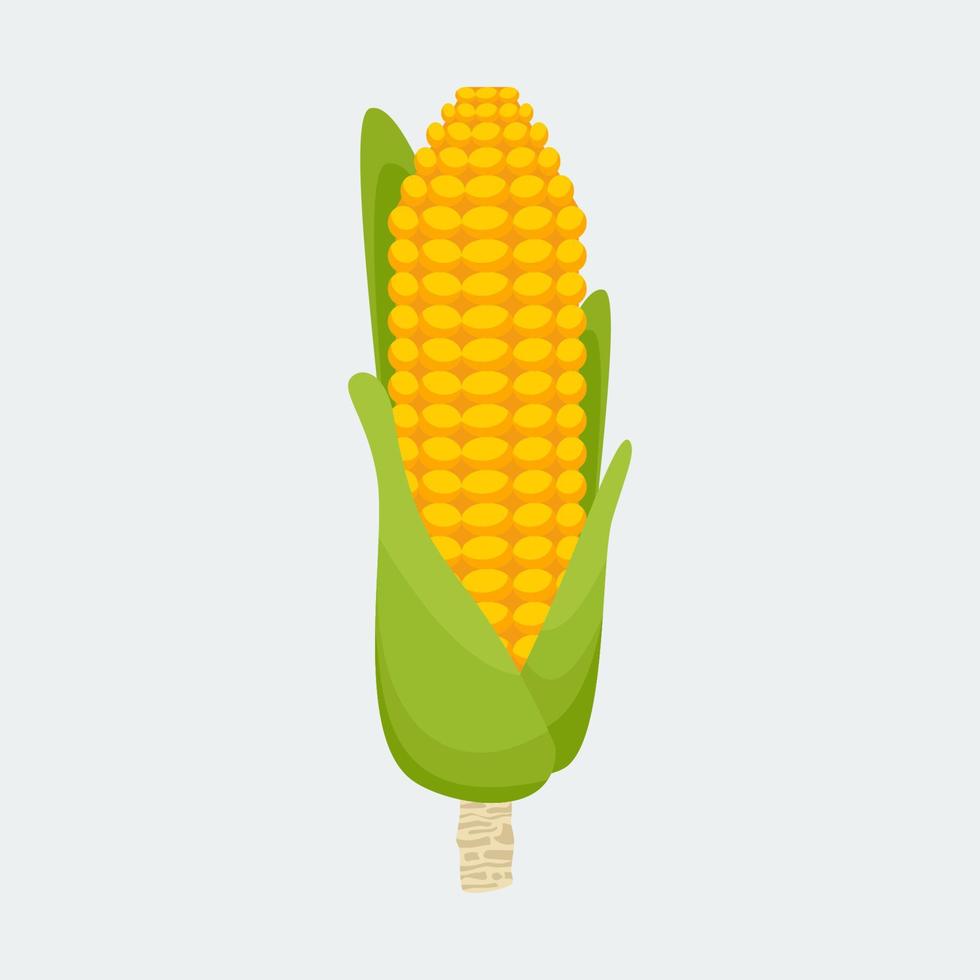 Editable Isolated Standing Up Direction Corn Vector Illustration for Thanksgiving Day