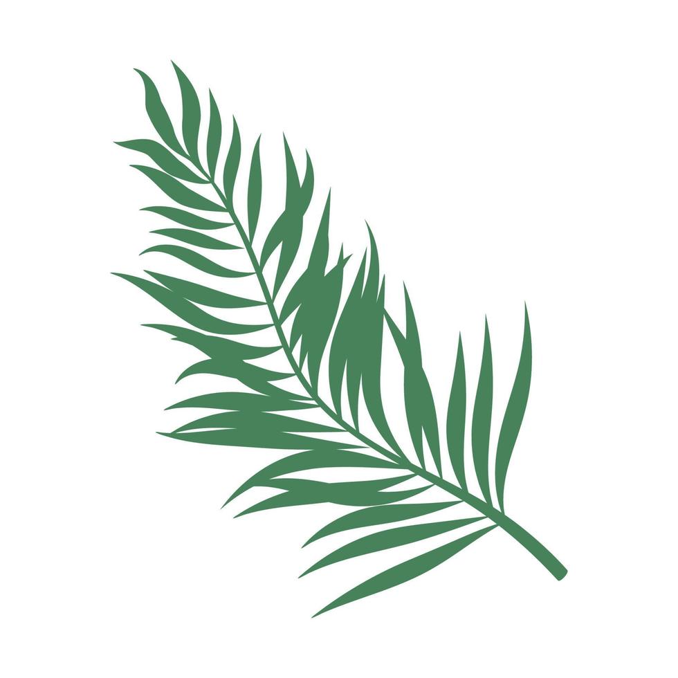 palm leaf plant vector