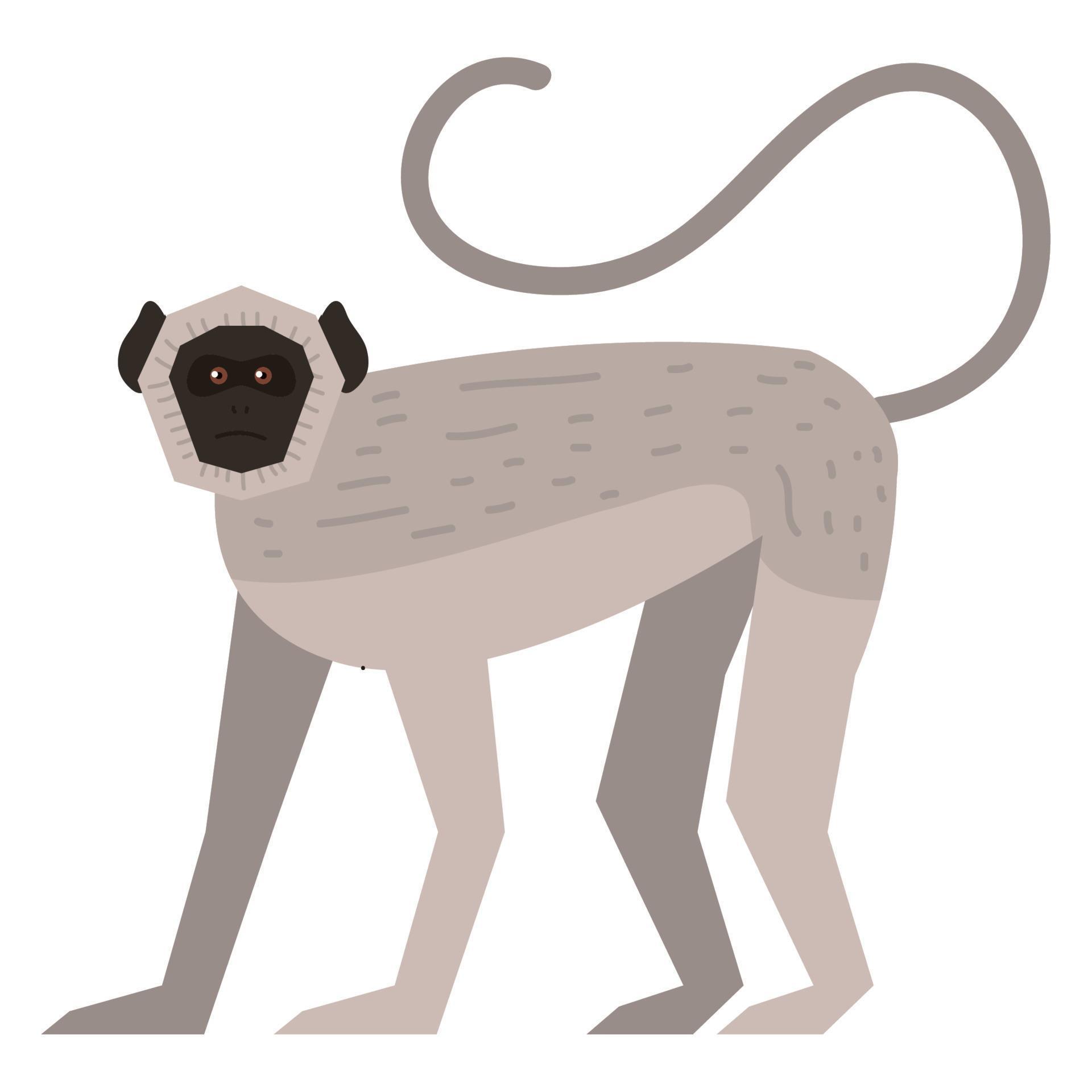 spider monkey animal 11378698 Vector Art at Vecteezy