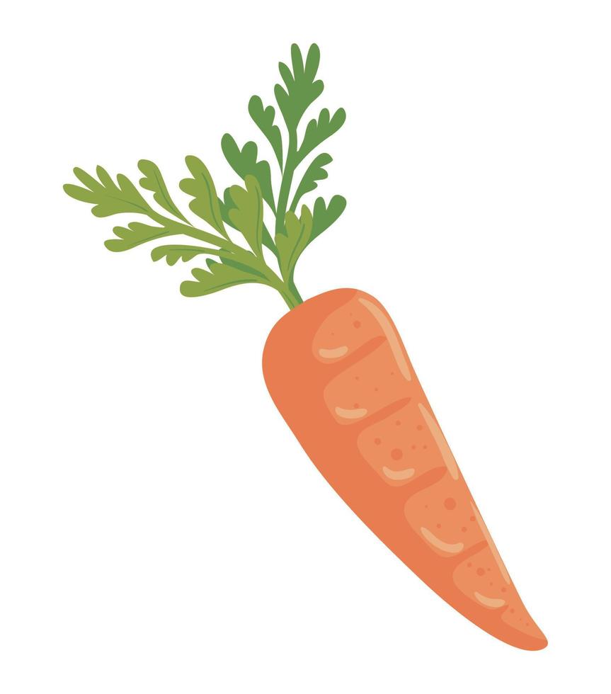 fresh carrot vegetable vector