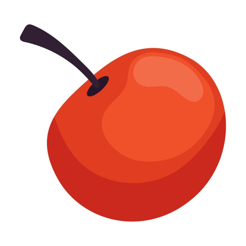 cherry fresh fruit vector