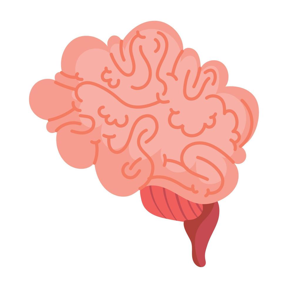 brain human organ vector