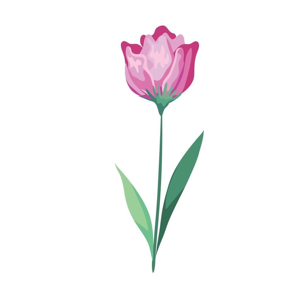 pink rose flower vector