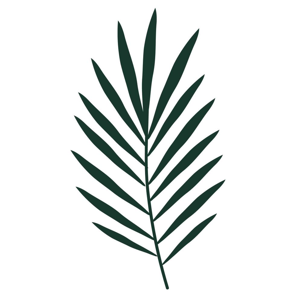 tropical branch palm vector