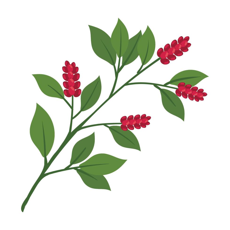 coffee plant with seeds vector