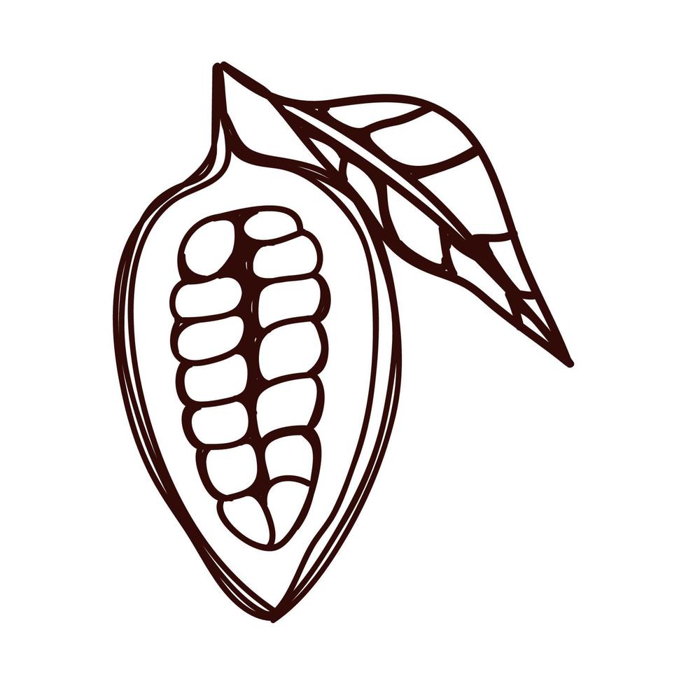 cocoa fruit half and leaf vector
