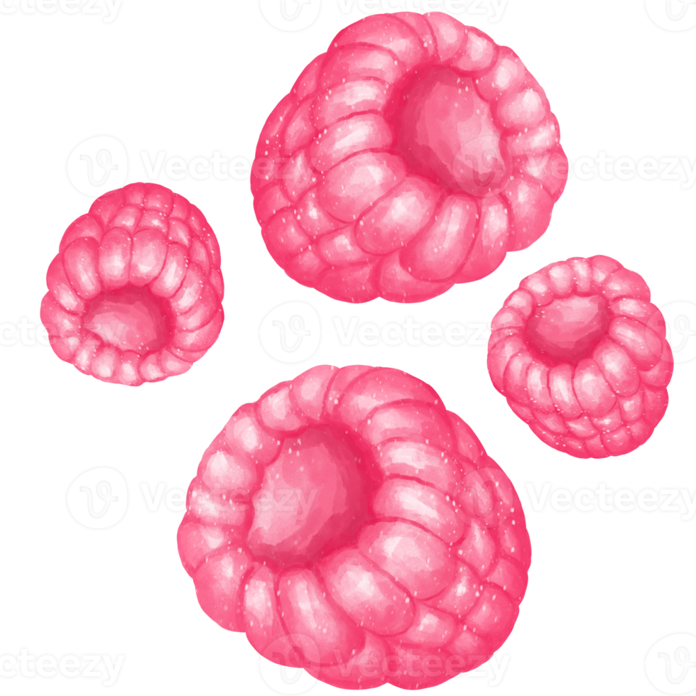 raspberry watercolour png