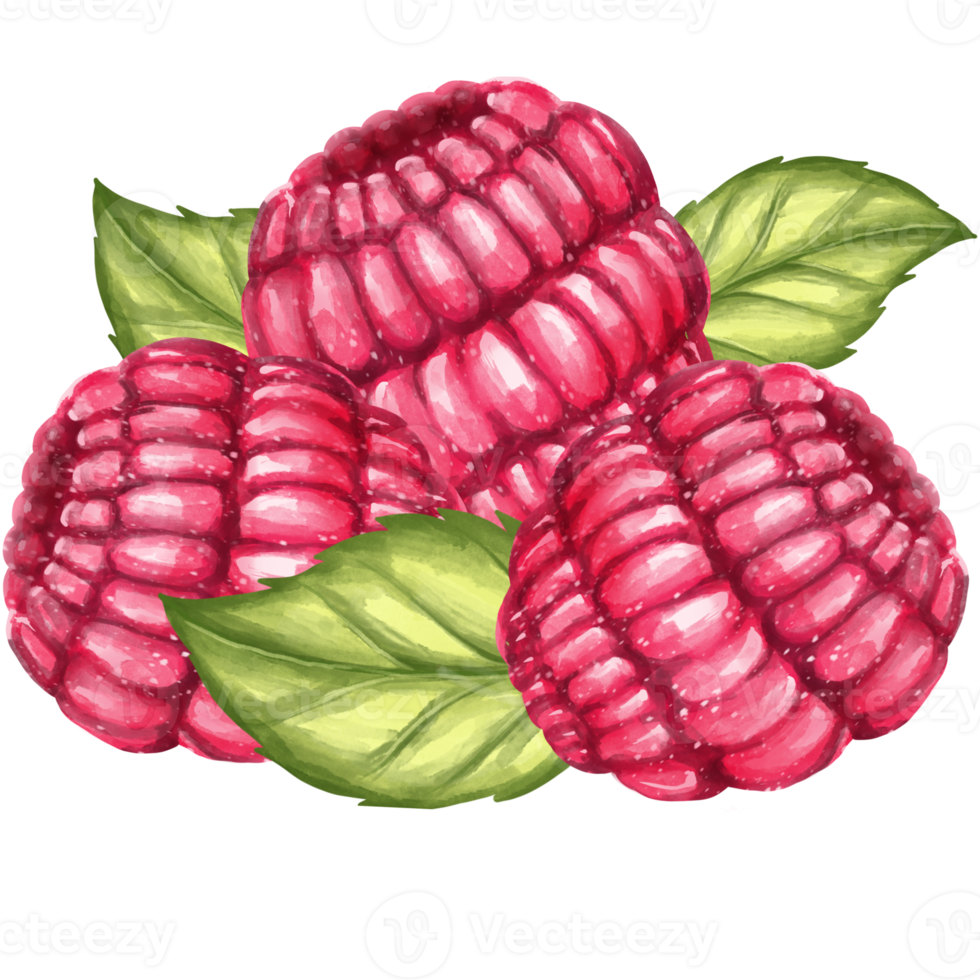 raspberry watercolour png