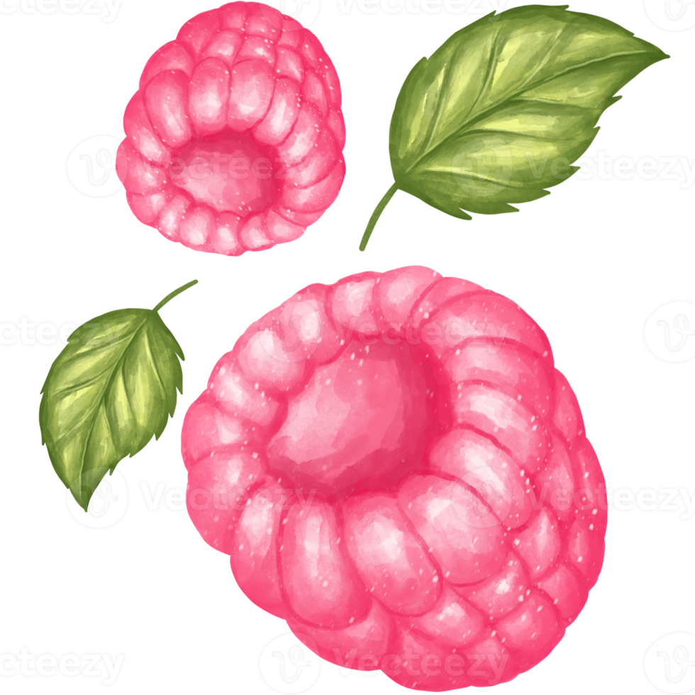 raspberry watercolour png