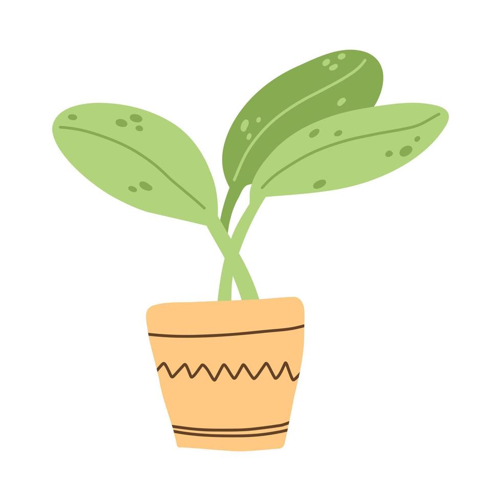 House plant in ceramic pot in hand drawn cartoon flat style. Vector illustration of indoor herb.