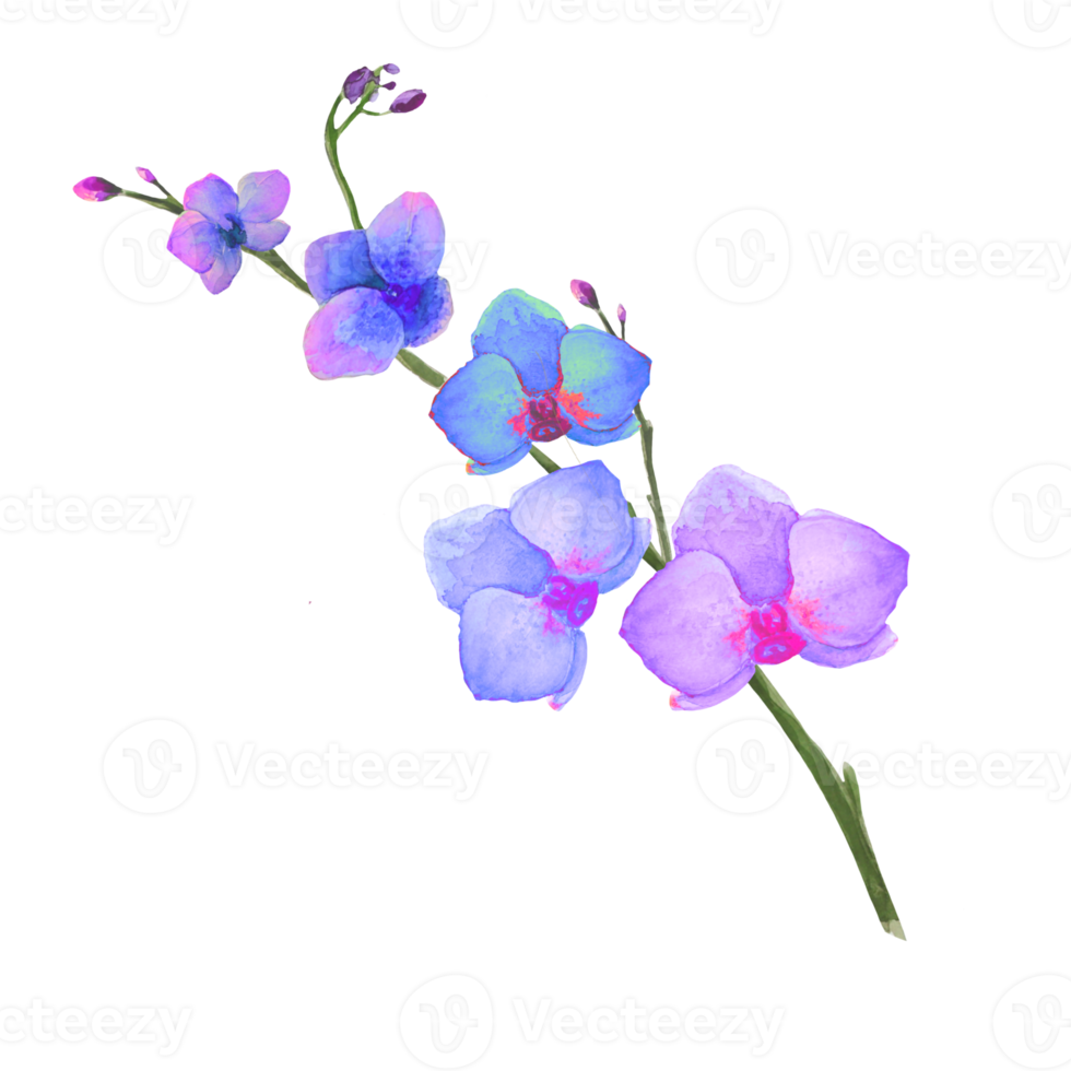 fiori di orchidea blu png