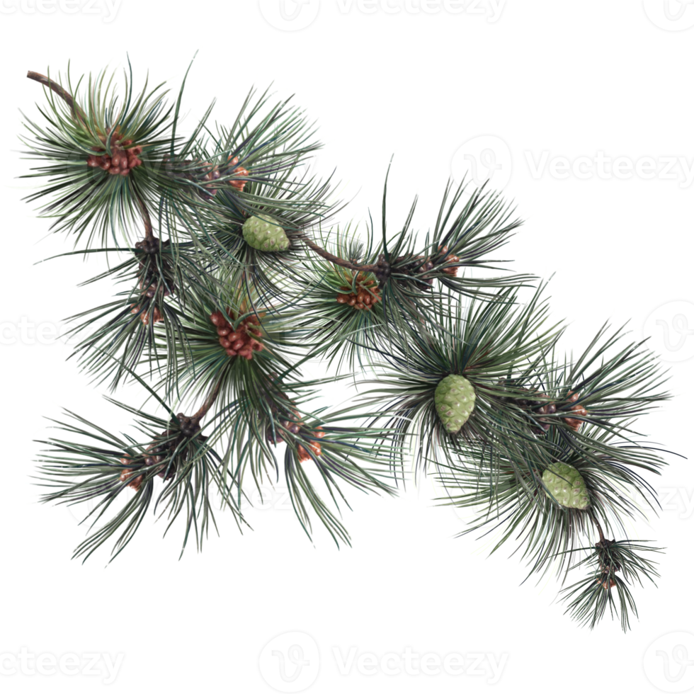 pine tree branch, christmas tree illustration png