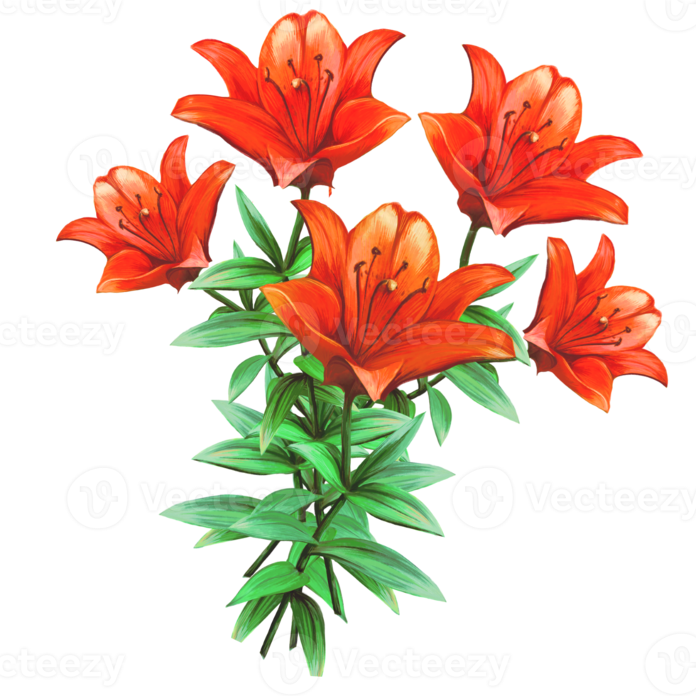 bukett av orange lilja blommor, daglilja illustration png