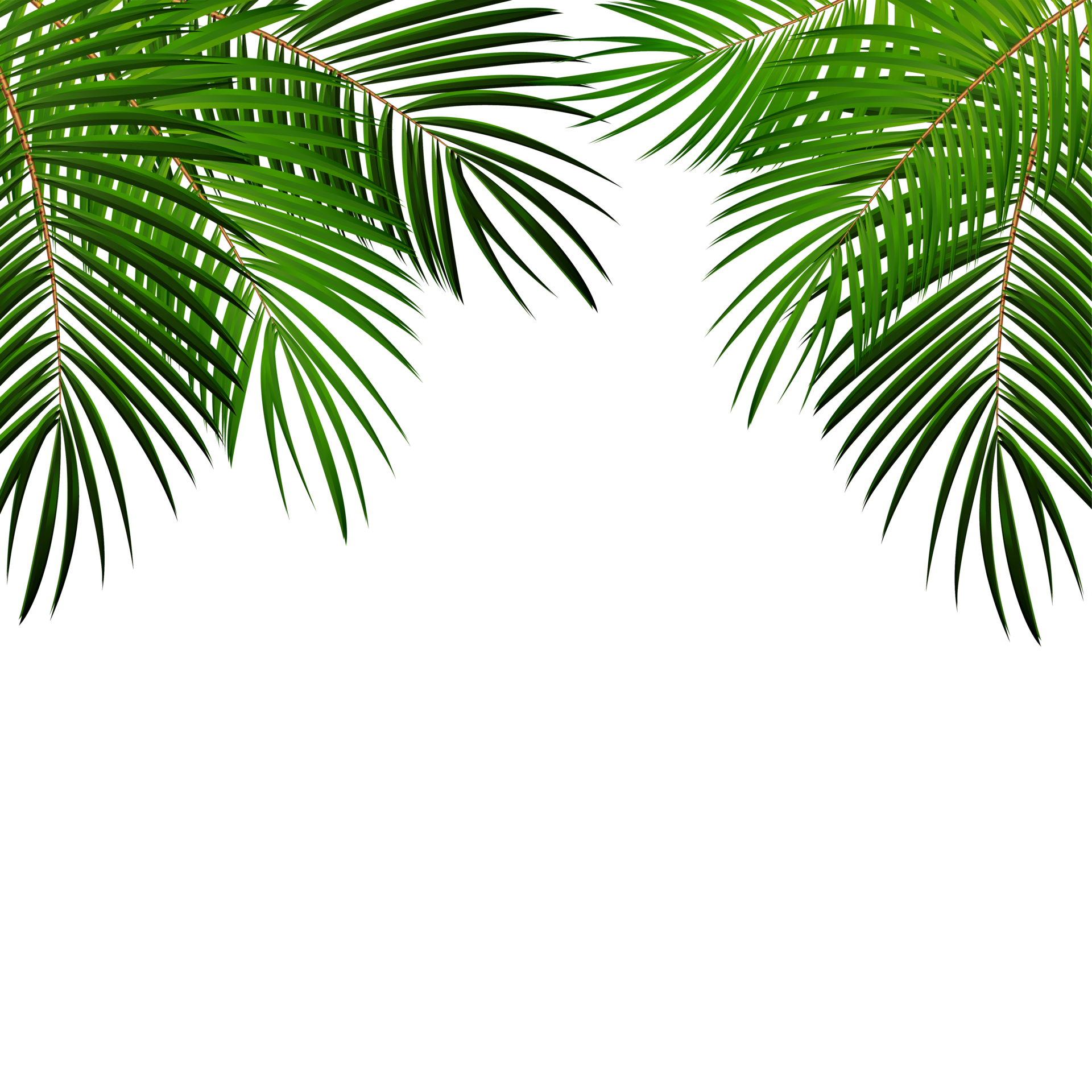 Green Palm Leaf 11380610 PNG
