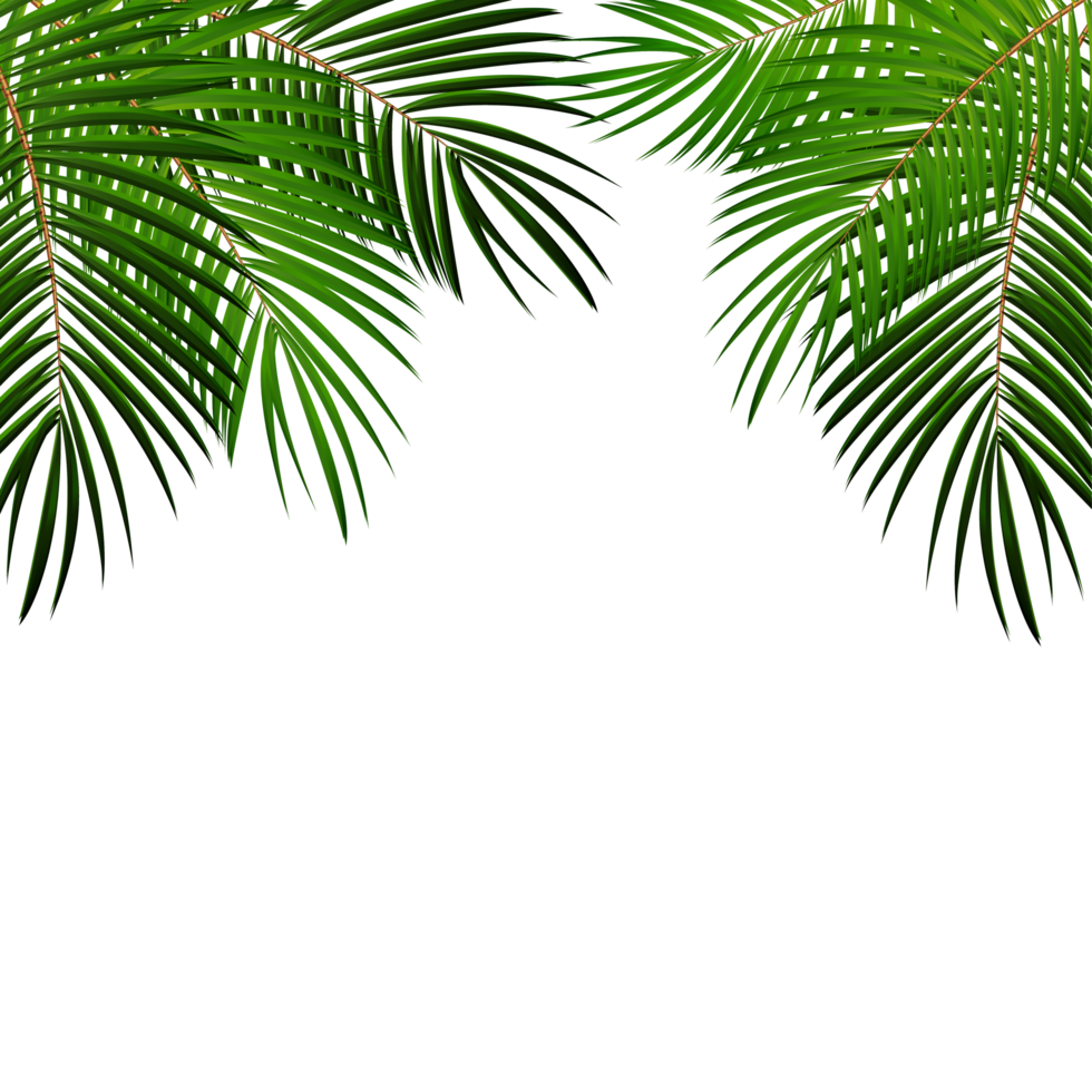 feuille de palmier verte png