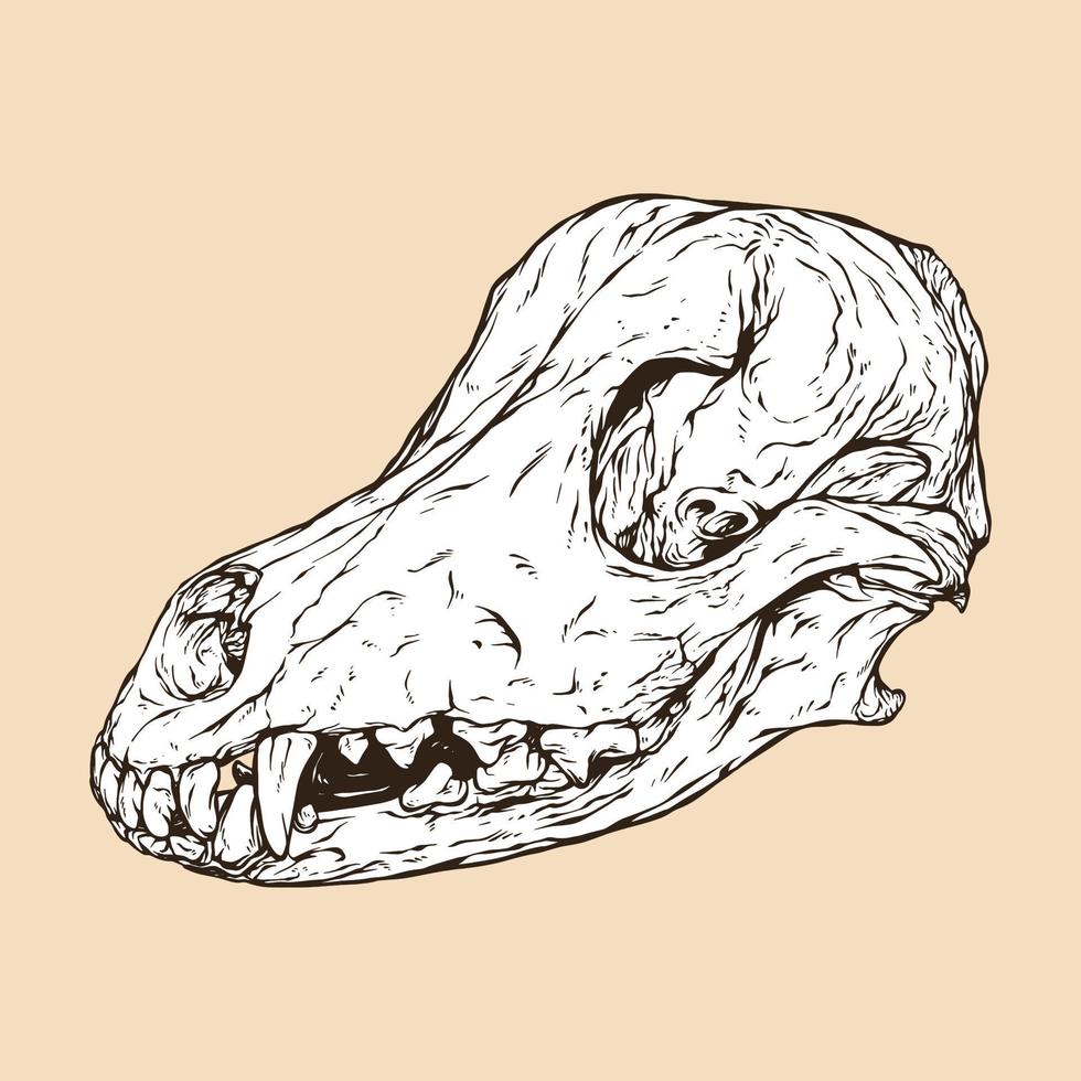 Ilustración de vector de cabeza de cráneo de perro doméstico