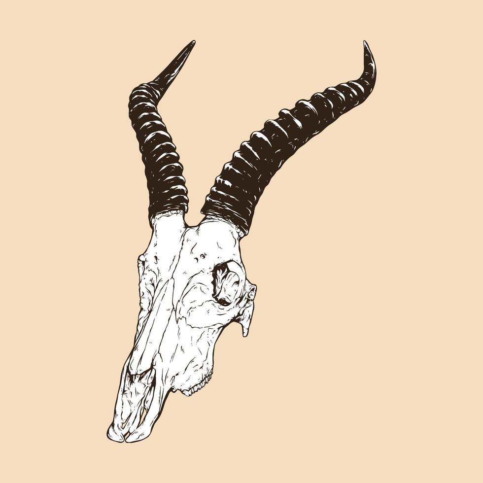 blesbok skull head vector illustration
