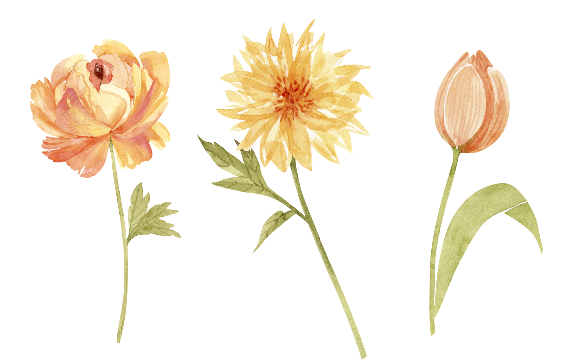 set of watercolor illustrations of yellow flowers on a white background