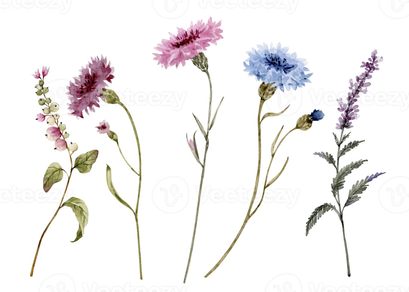 conjunto de flores de color rosa y azul acianos y plantas, ilustración acuarela aislada sobre fondo blanco. png