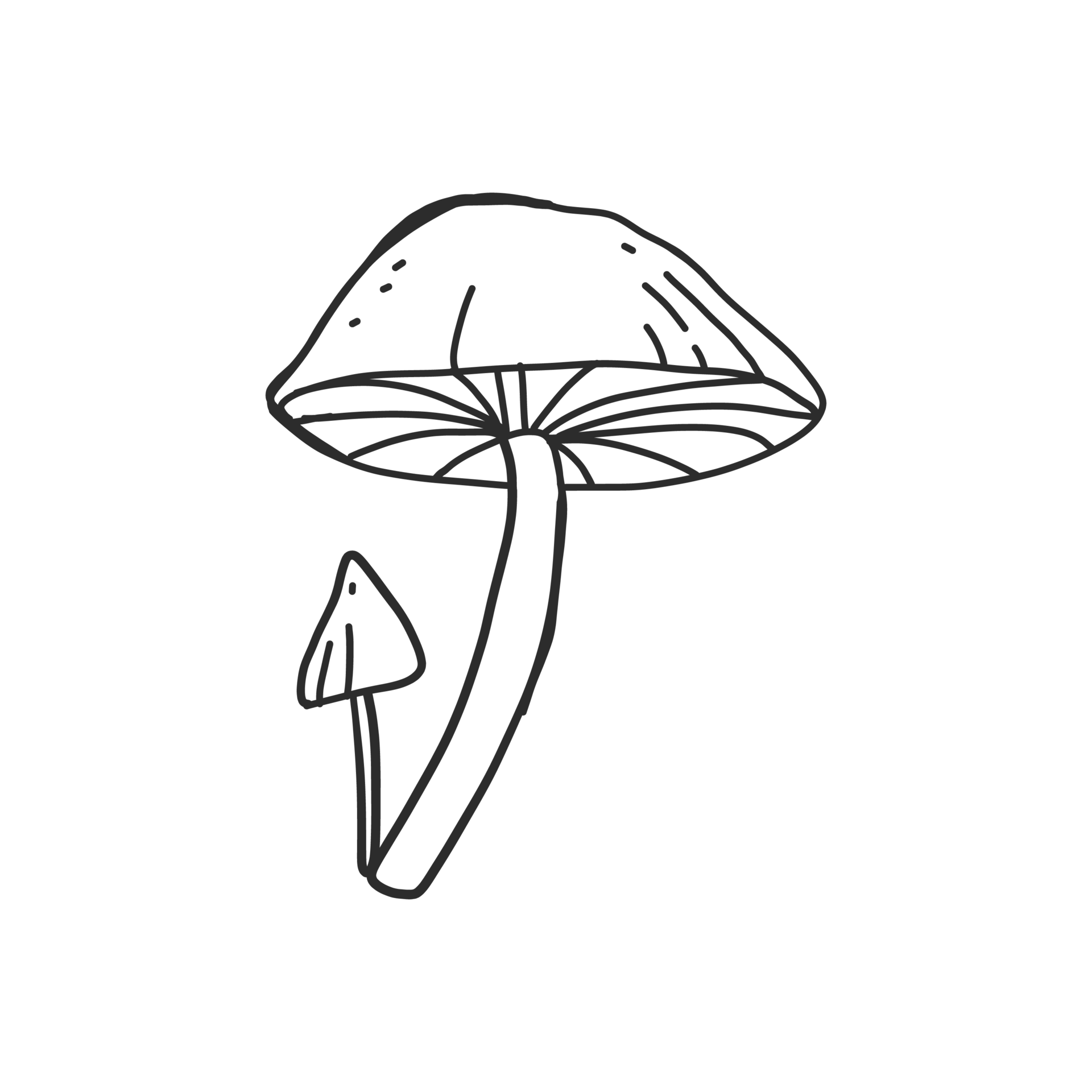 Mushroom Fungus Plants Toadstool Mushroom  Drawing Of A Fungi  Free  Transparent PNG Download  PNGkey