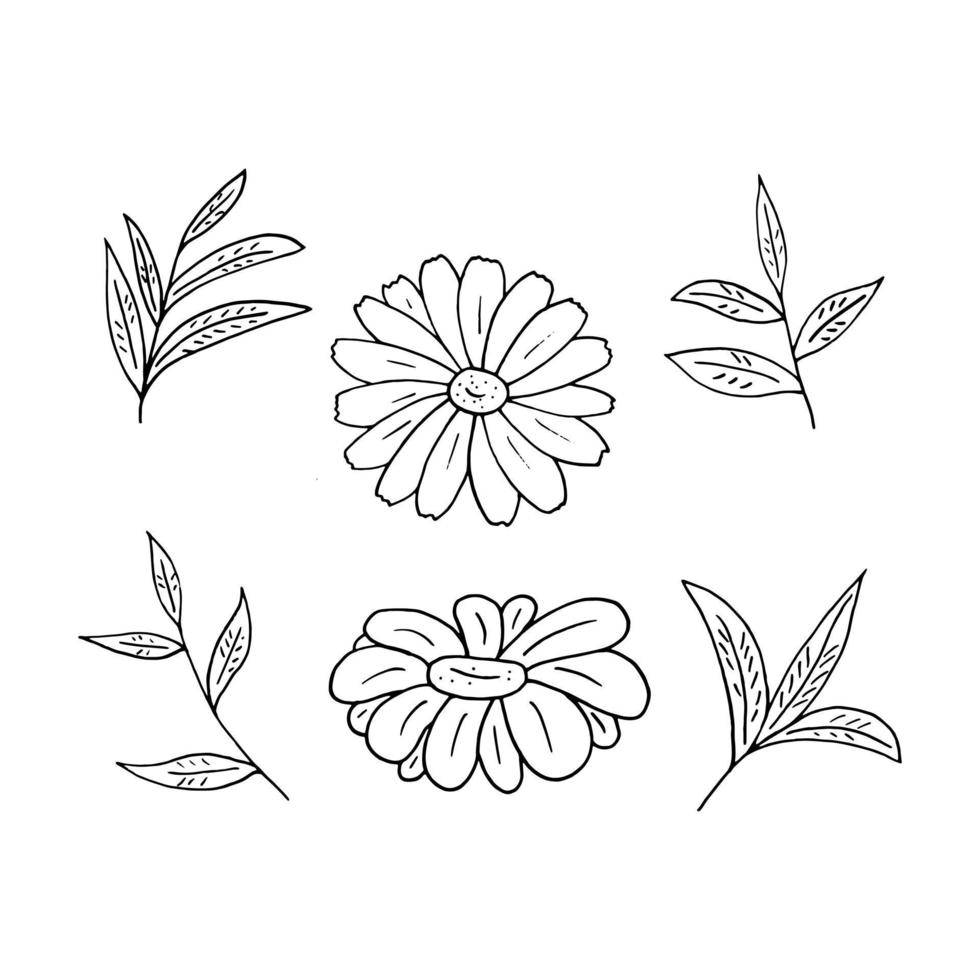 chamomile and tea leaves set hand drawn in doodle style. vector, minimalism, monochrome, scandinavian. icon, sticker vector