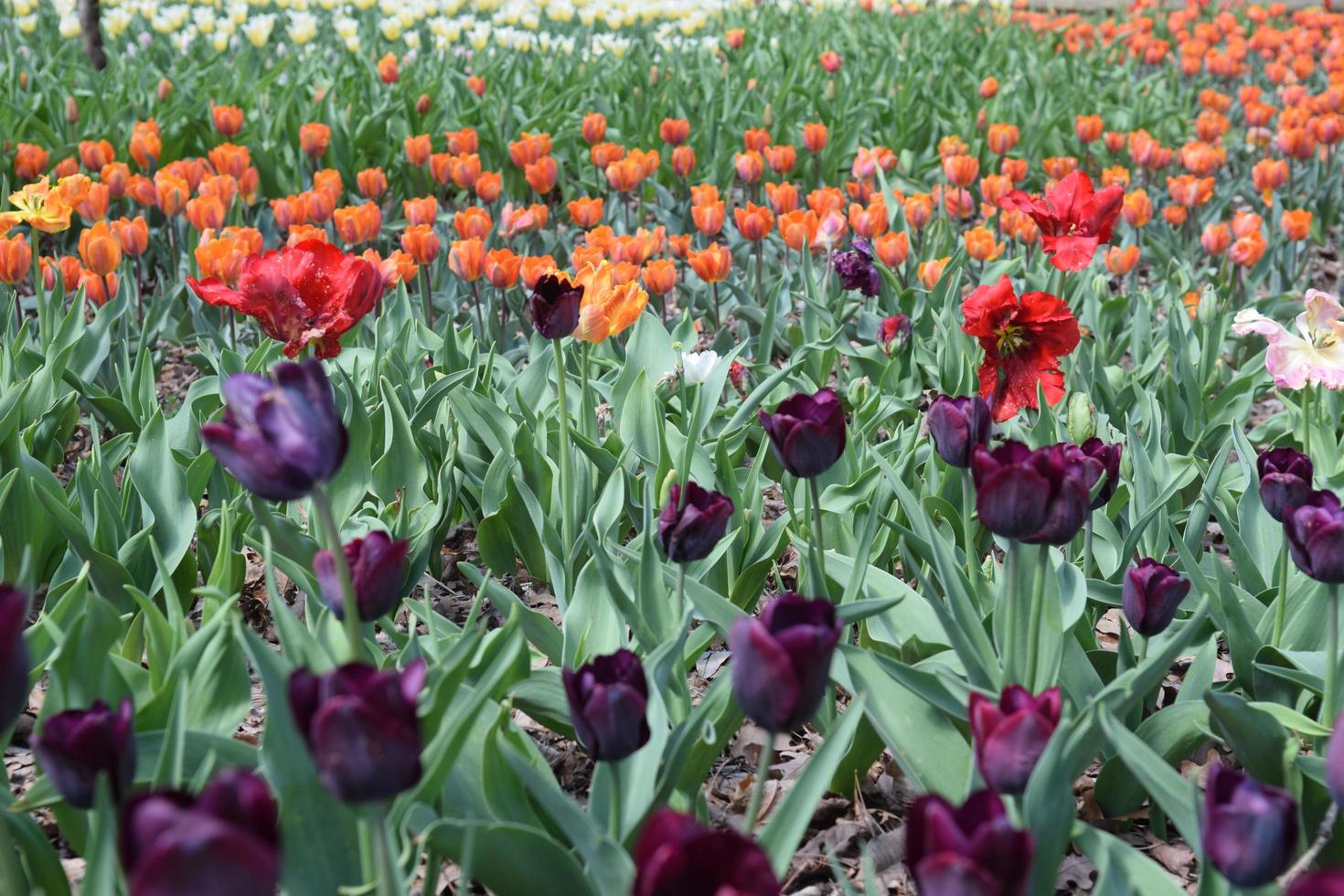 field of tulips photo