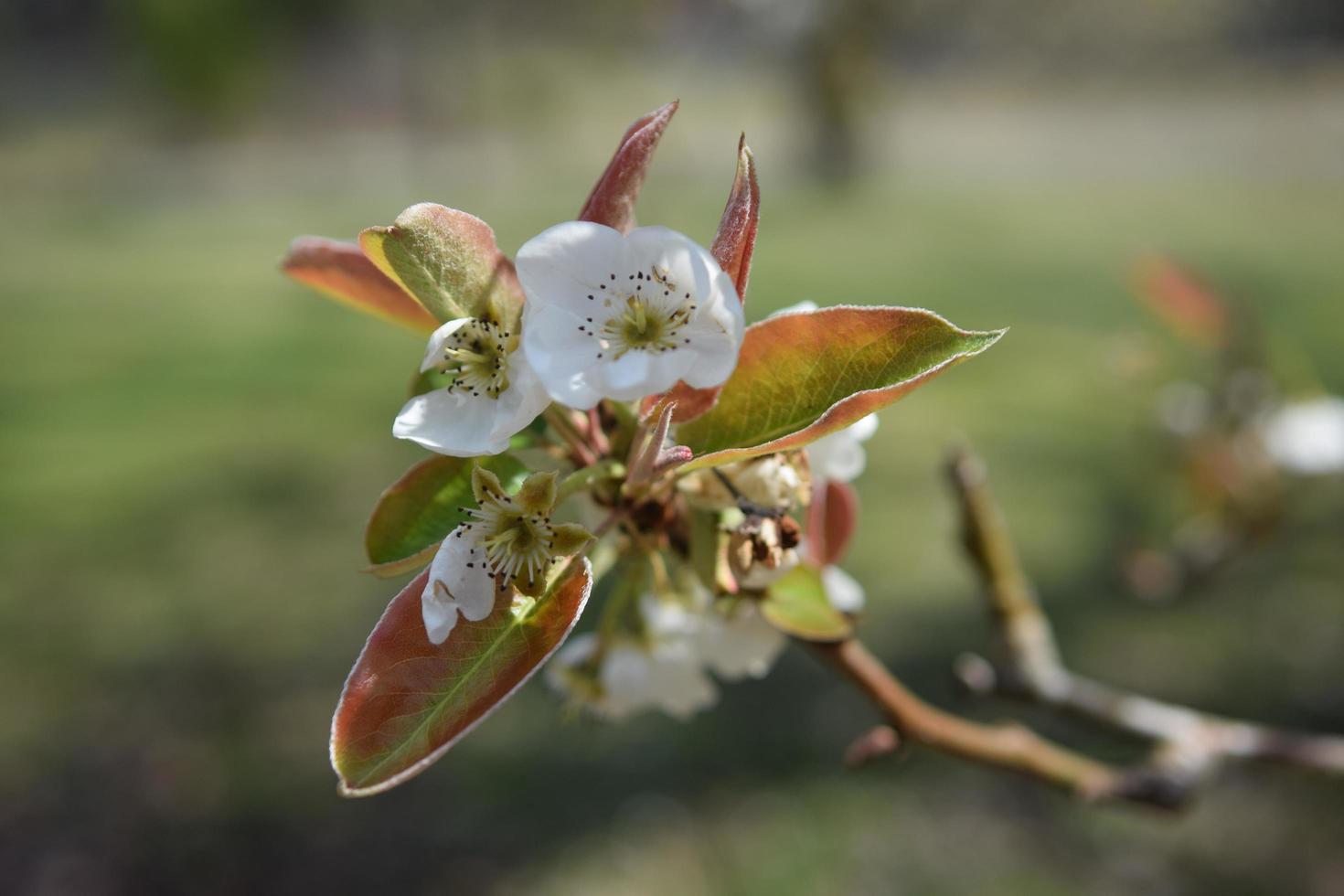 fruit pear cherry blossom photo