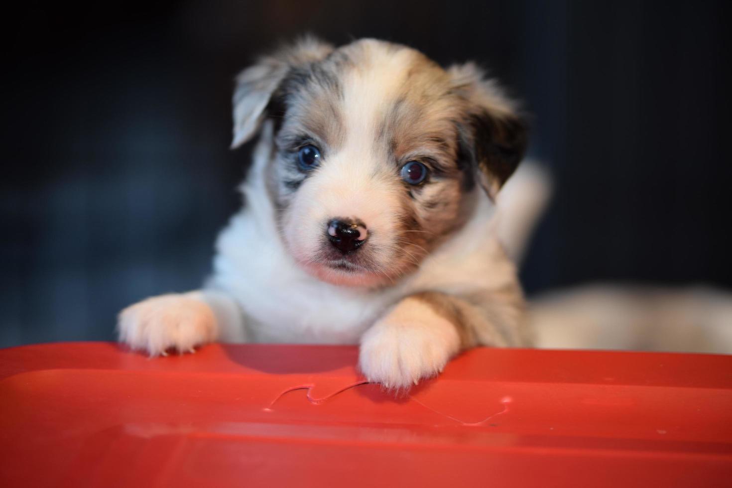 cute mini aussie puppie 11381774 Stock Photo at Vecteezy