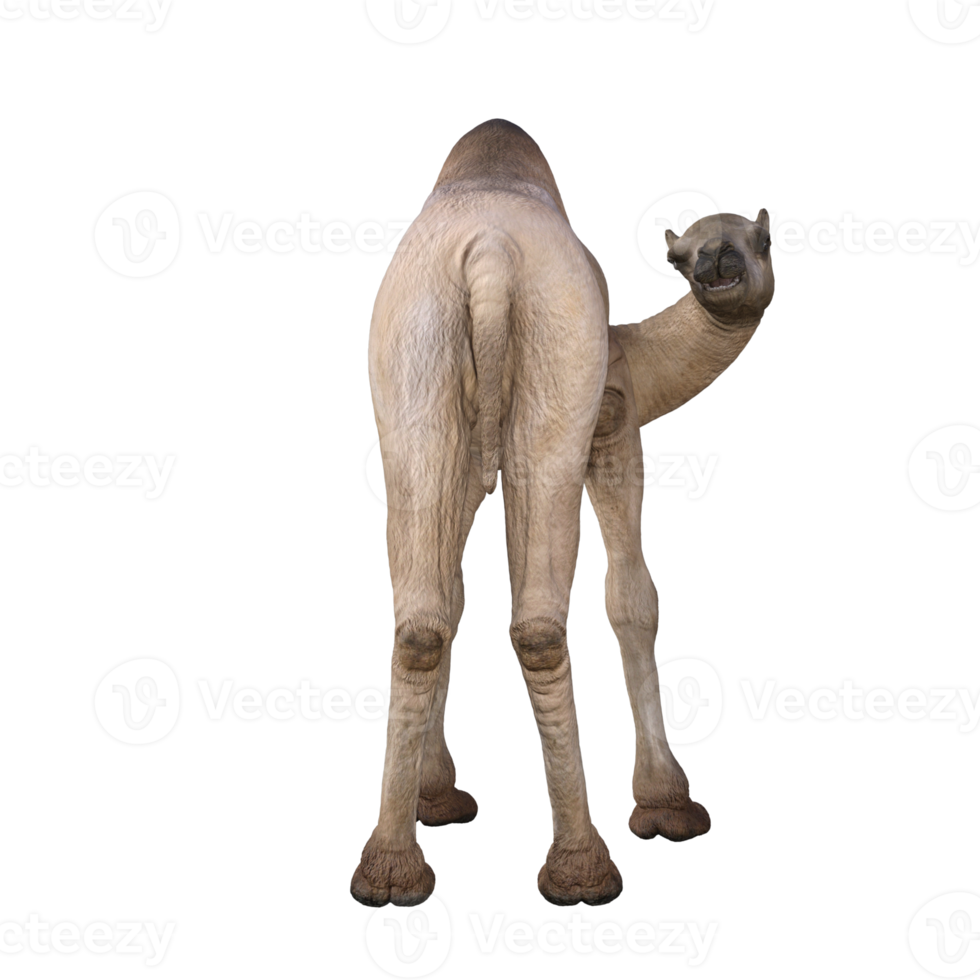 3d render camel model illustration png