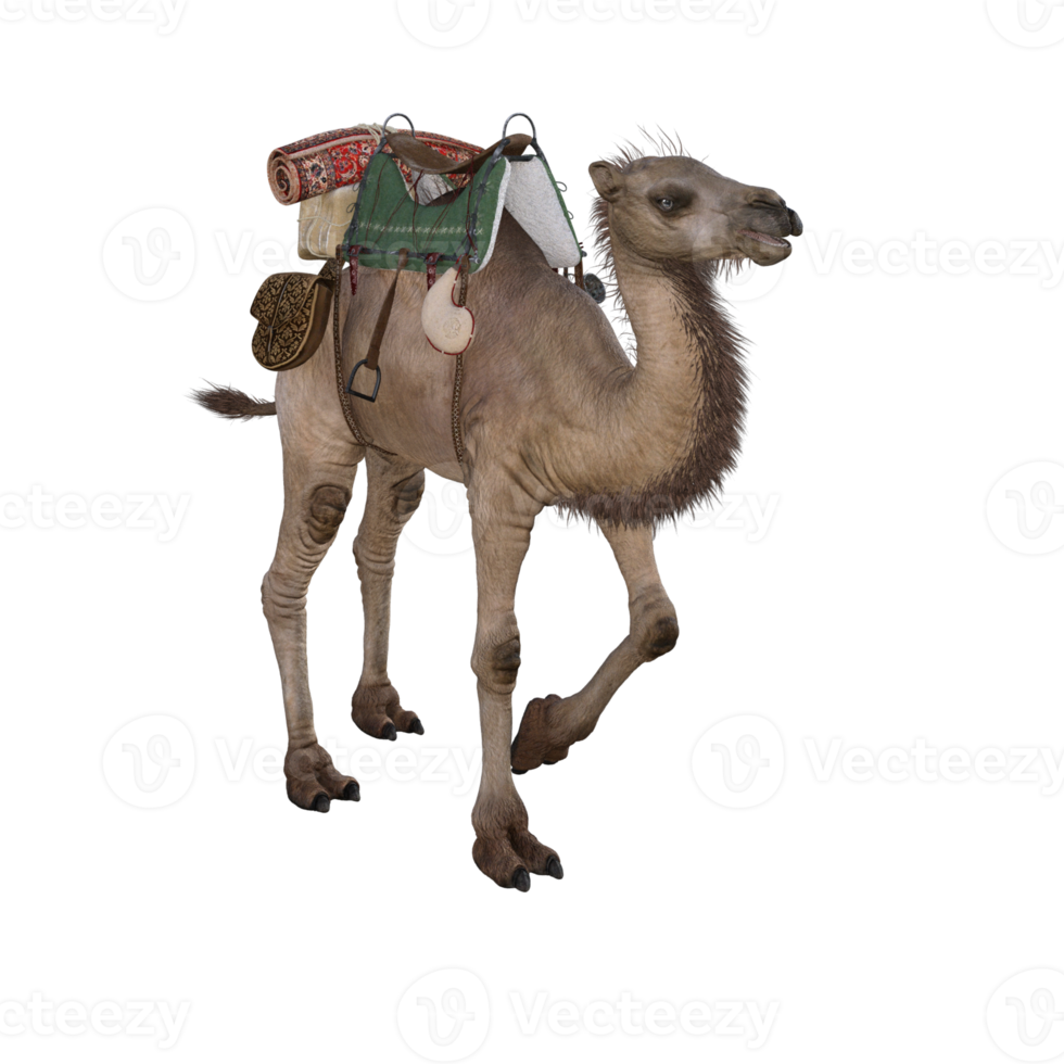 3d render camel model illustration png