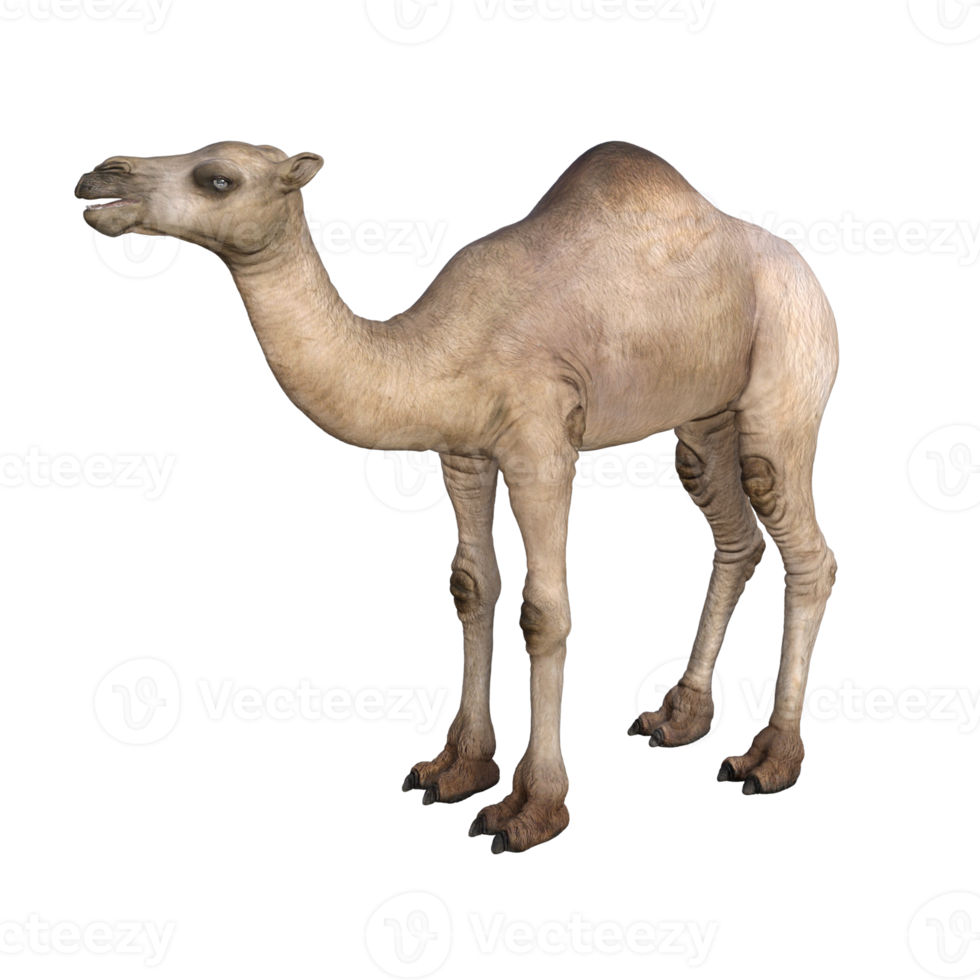 3d framställa kamel modell illustration png