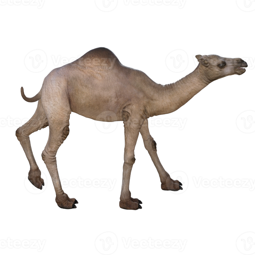 3d render camel model illustration png