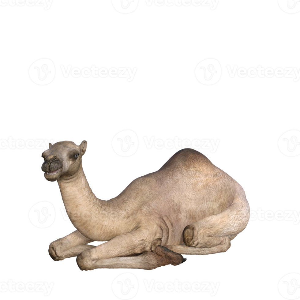 3d render camel model illustration png