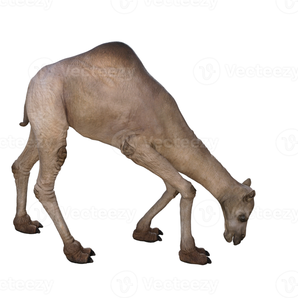 3d render camel model illustration png