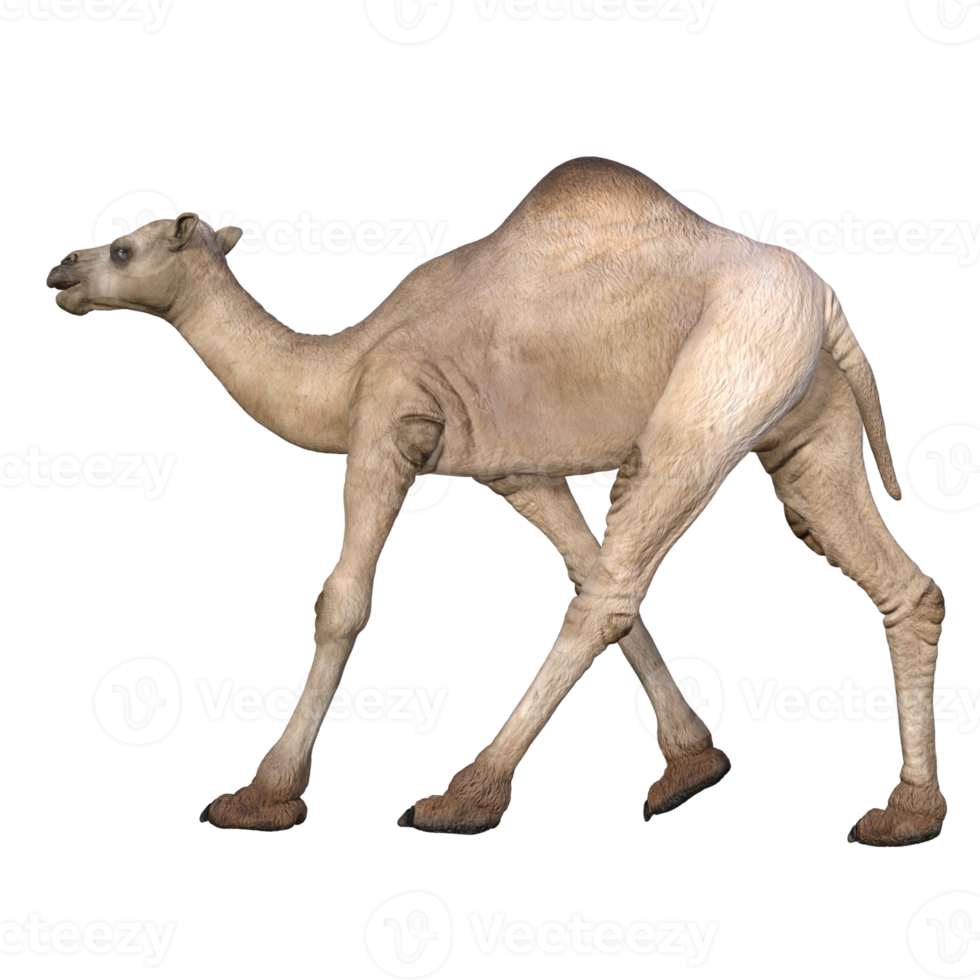 3d render camel model illustration png