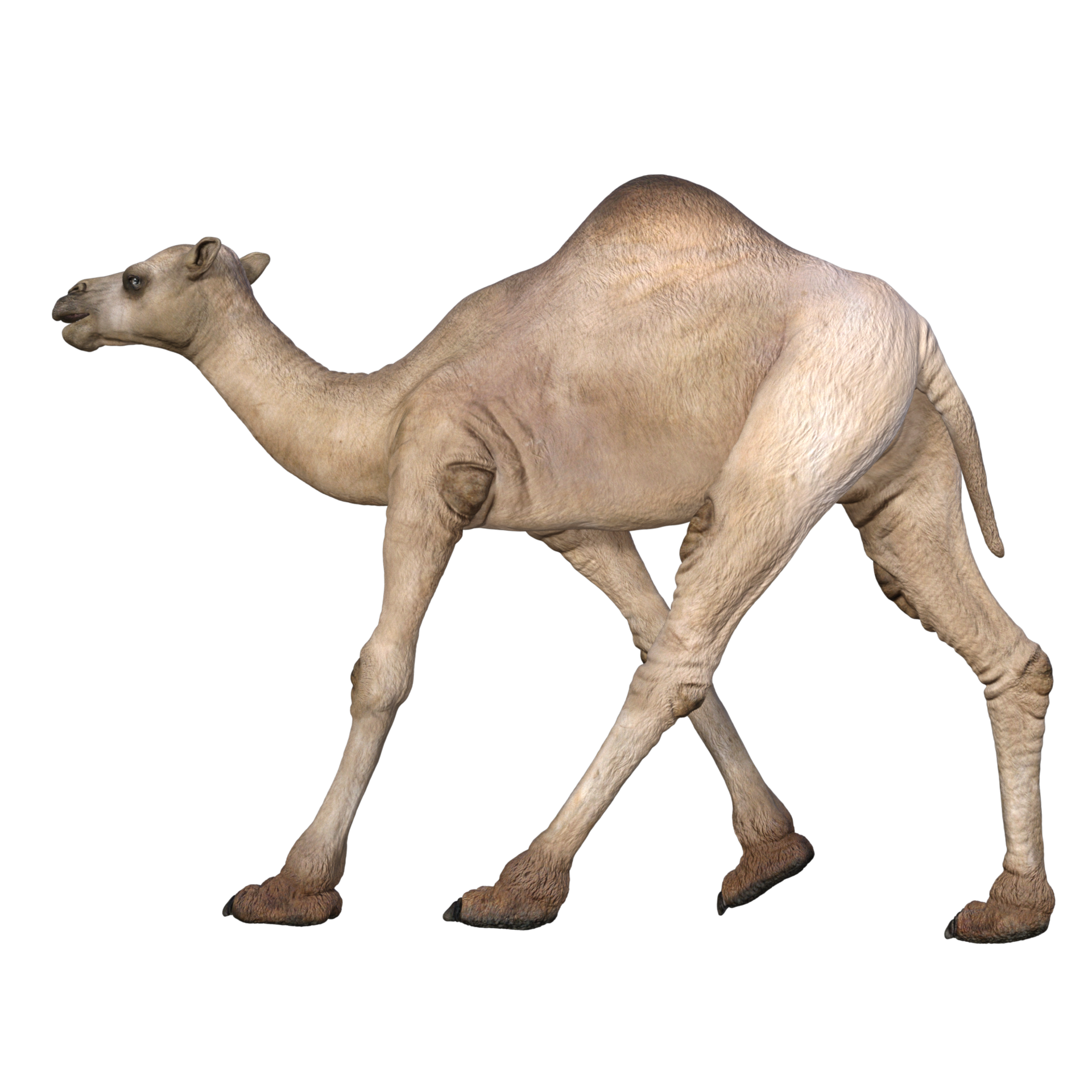 3DDarstellung des Kamelmodells 11382206 PNG