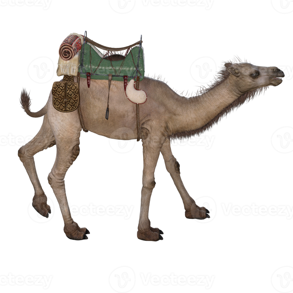 3d render camel model illustration png