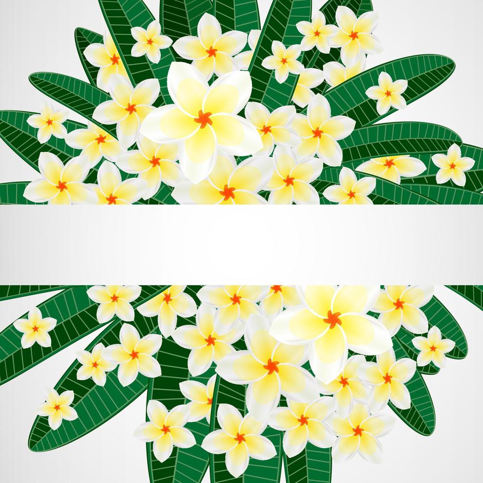 hojas tropicales con flores de plumeria sobre fondo aislado. vector