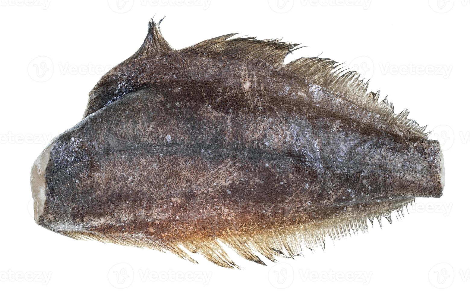 frozen headless halibut fish isolated on white photo