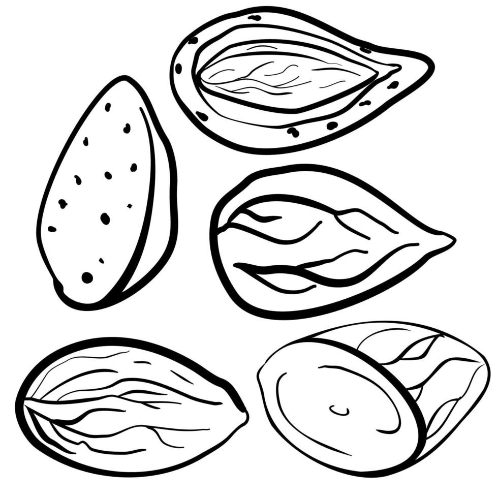 Hand drawn black and white illustration of almonds and almonds in shell. Almond milk food ingredient. Organic food, cosmetics, treatment component. Nuts logo, emblem.Health products. Nuts shop. vector