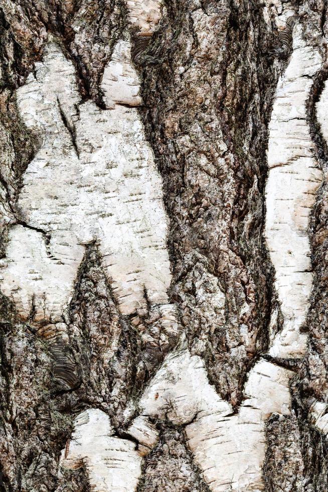 furrowed bark on mature trunk of birch tree photo