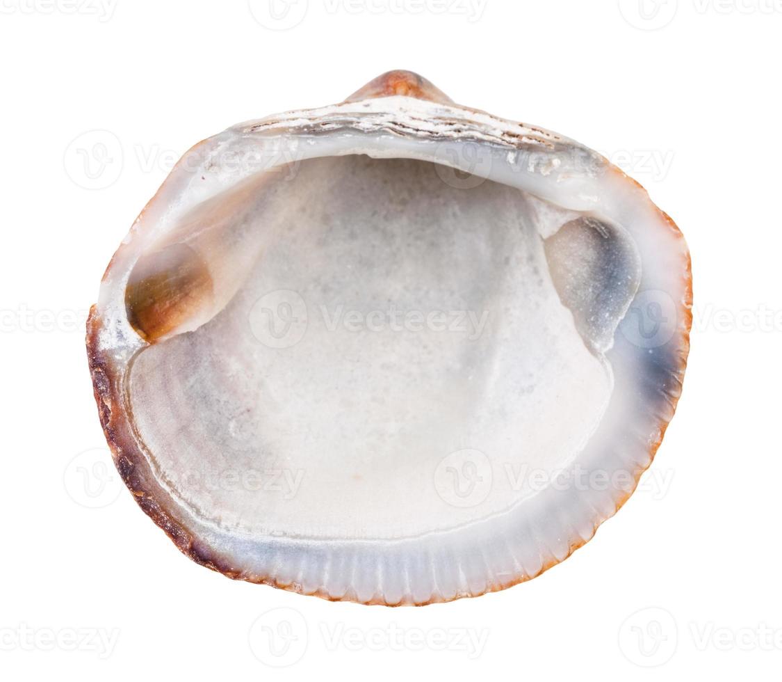 old empty shell of clam isolated on white photo