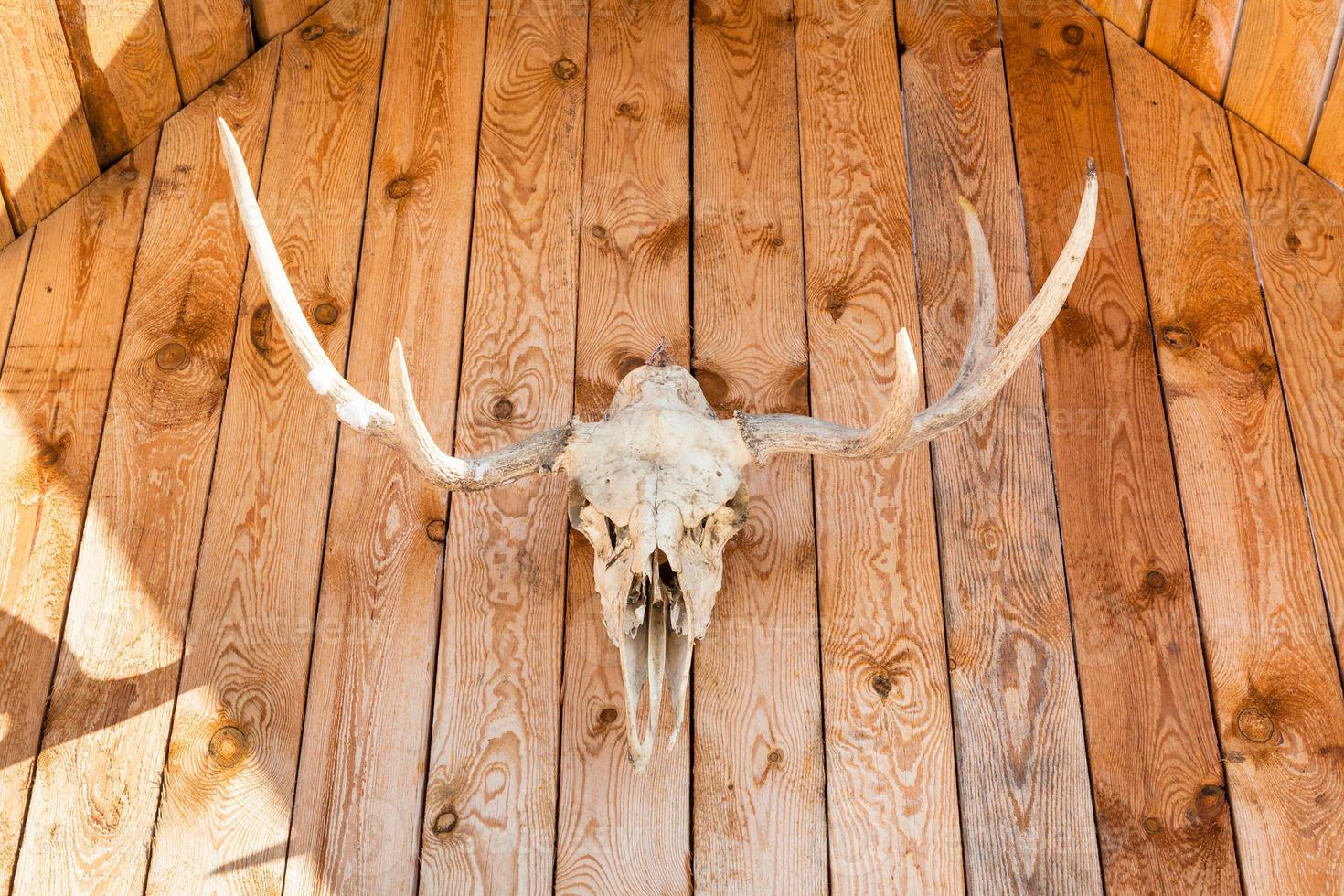 front view of skull of moose on country house photo