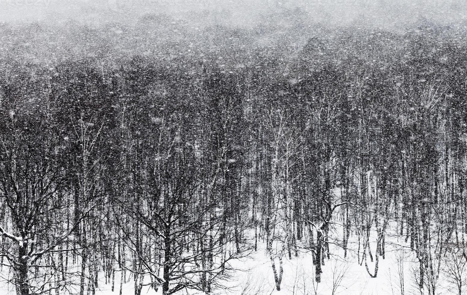 snow blizzard under oak forest photo