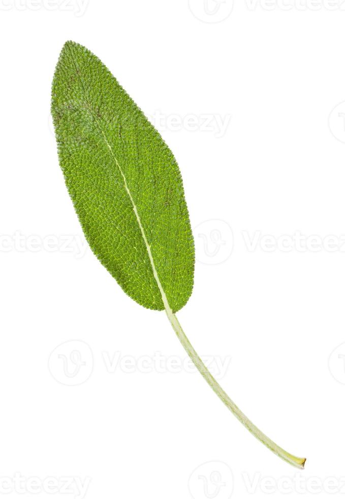 green leaf of sage salvia herb isolated photo